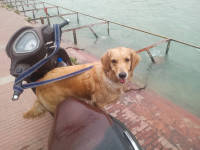 Hero Pleasure Plus Platinum 2021 Model